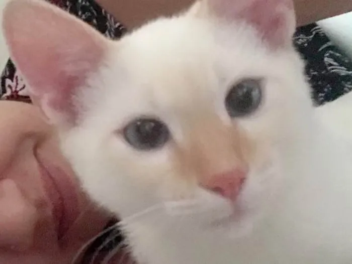 Gato ra a Sem raça definida idade 2 a 6 meses nome Yuki