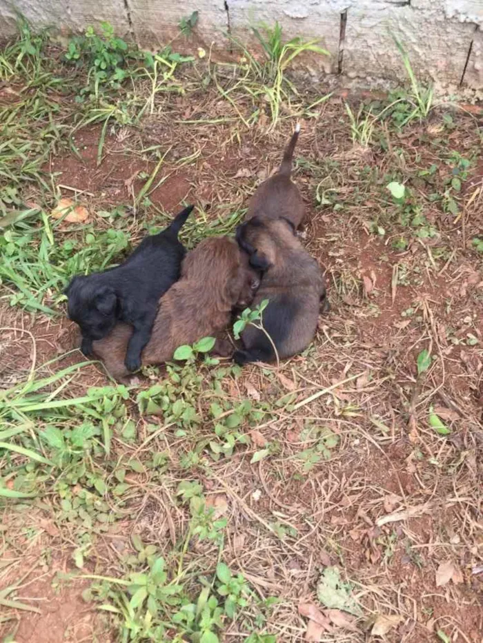 Cachorro ra a vira lata  idade Abaixo de 2 meses nome Filhotes desmamando 