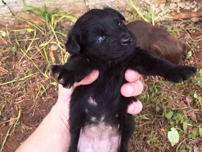 Cachorro ra a vira lata  idade Abaixo de 2 meses nome Filhotes desmamando 