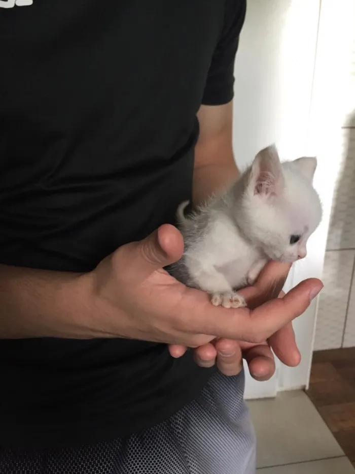 Gato raça  idade Abaixo de 2 meses nome Gatinhos filhotes 