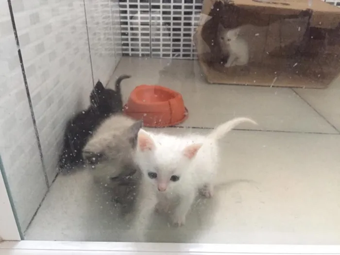 Gato raça  idade Abaixo de 2 meses nome Gatinhos filhotes 