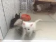Gatinhos filhotes