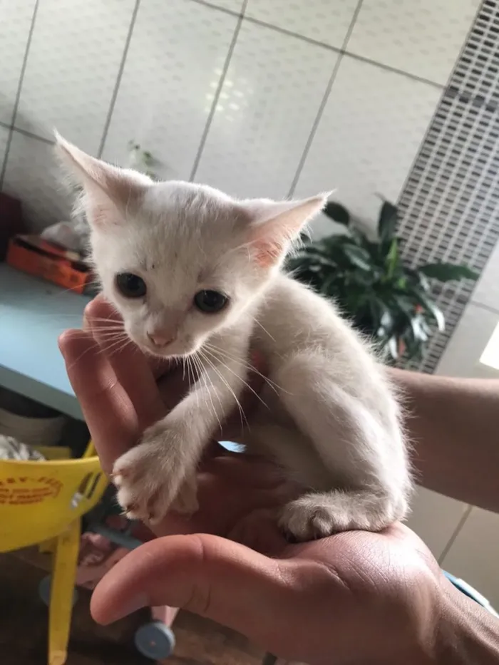 Gato raça  idade Abaixo de 2 meses nome Gatinhos filhotes 