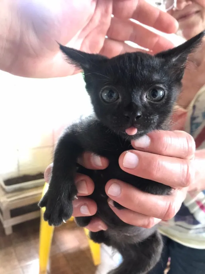 Gato raça  idade Abaixo de 2 meses nome Gatinhos filhotes 