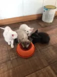 Gatinhos filhotes