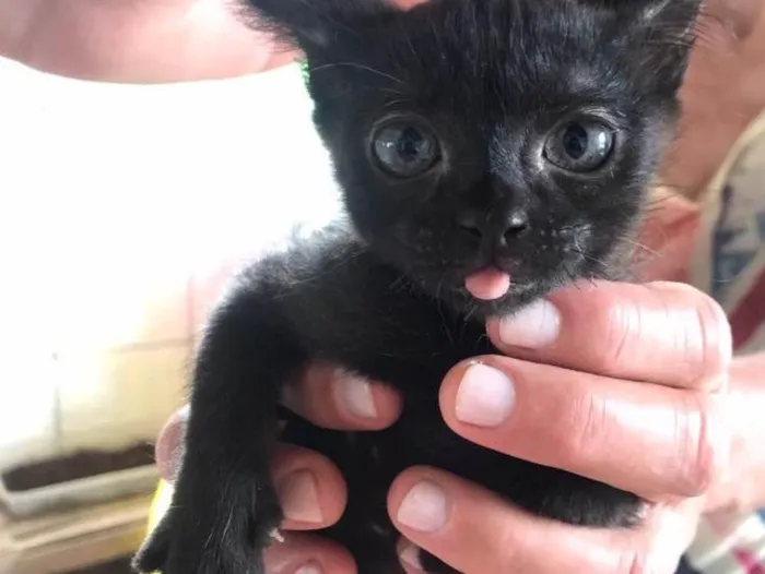 Gato raça  idade Abaixo de 2 meses nome Gatinhos filhotes 