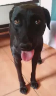Brisa