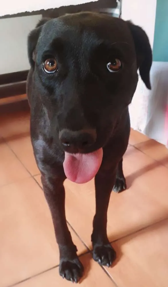 Cachorro ra a Vira Lata idade 2 anos nome Brisa