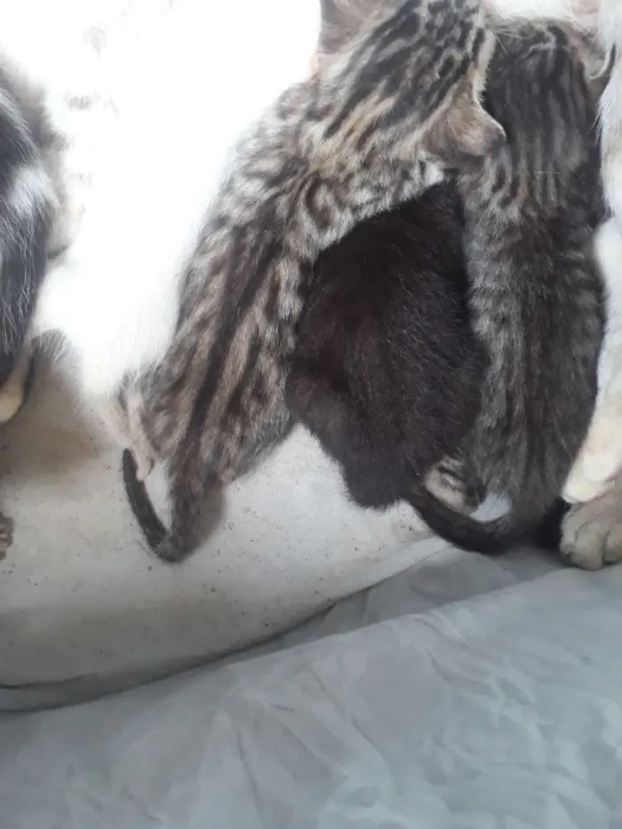 Gato ra a Vira lata  idade 2 a 6 meses nome Filhotes de gatos 