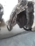 Filhotes de gatos