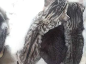 Gato raça Vira lata  idade 2 a 6 meses nome Filhotes de gatos 