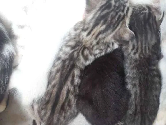 Gato ra a Vira lata  idade 2 a 6 meses nome Filhotes de gatos 