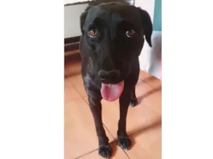 Cachorro raça Vira Lata idade 2 anos nome Brisa