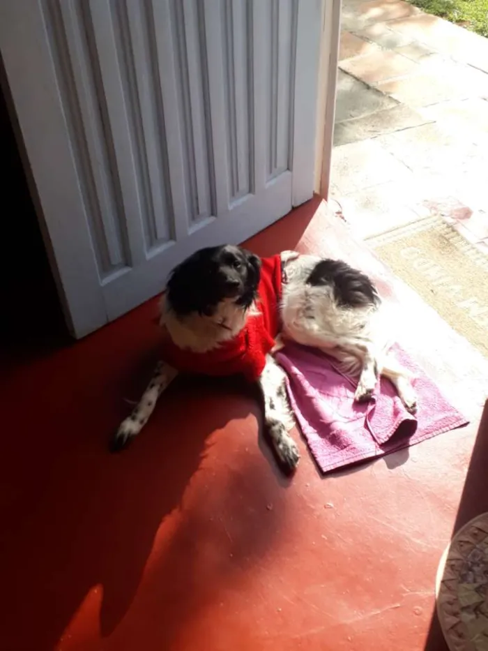 Cachorro ra a vira lata idade 1 ano nome pérola