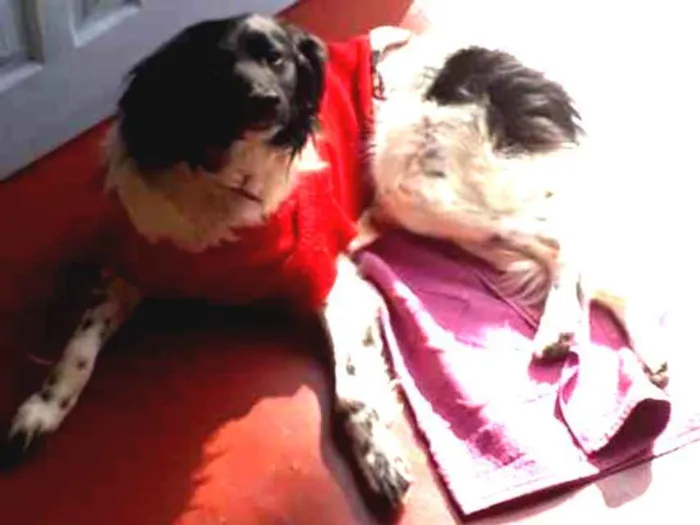 Cachorro ra a vira lata idade 1 ano nome pérola