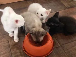 Gato raça  idade Abaixo de 2 meses nome Gatinhos filhotes 