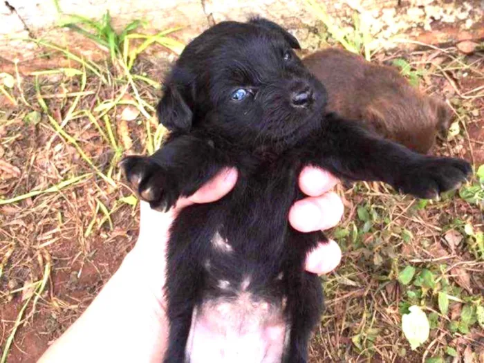 Cachorro ra a vira lata  idade Abaixo de 2 meses nome Filhotes desmamando 