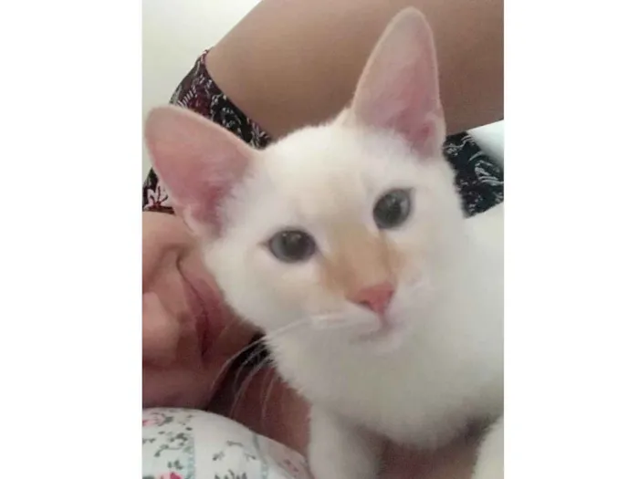 Gato ra a Sem raça definida idade 2 a 6 meses nome Yuki