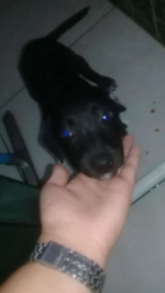 Cachorro ra a Vira lata  idade 2 a 6 meses nome Sem nome