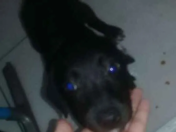 Cachorro ra a Vira lata  idade 2 a 6 meses nome Sem nome