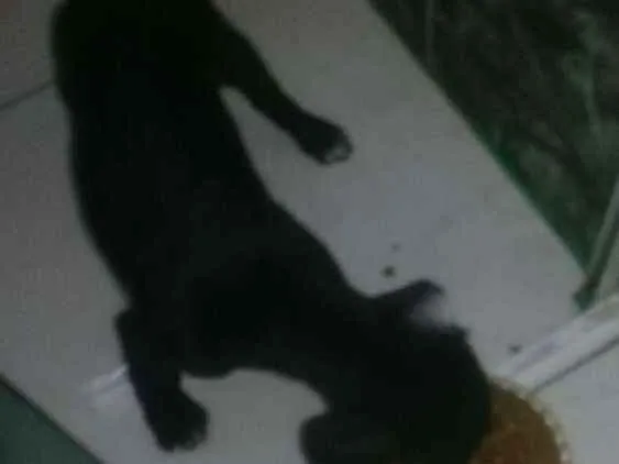 Cachorro ra a Vira lata  idade 2 a 6 meses nome Sem nome