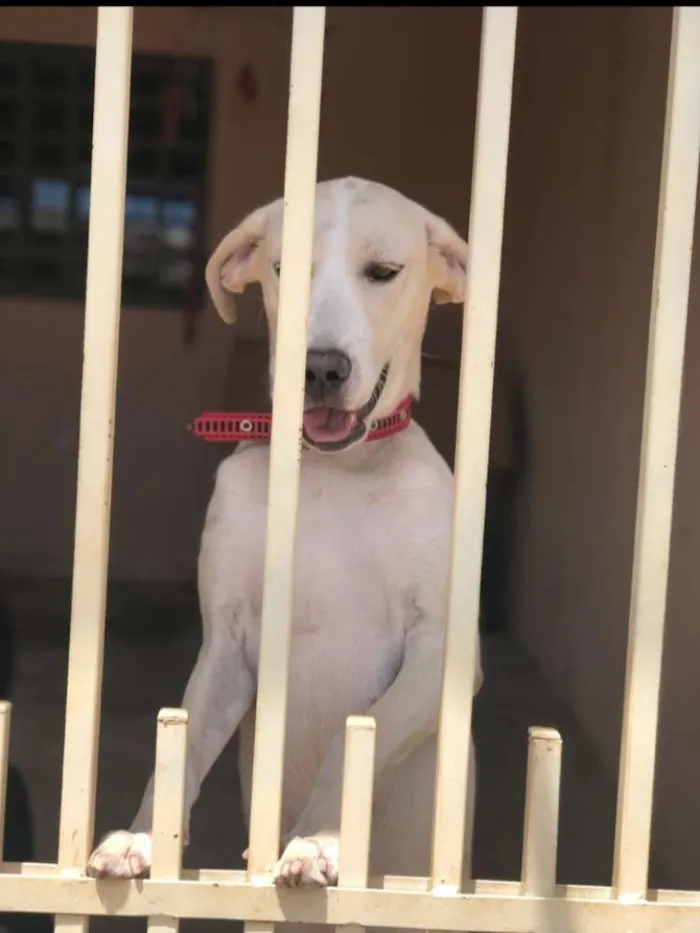 Cachorro ra a Filha de labrador idade 7 a 11 meses nome Cristal