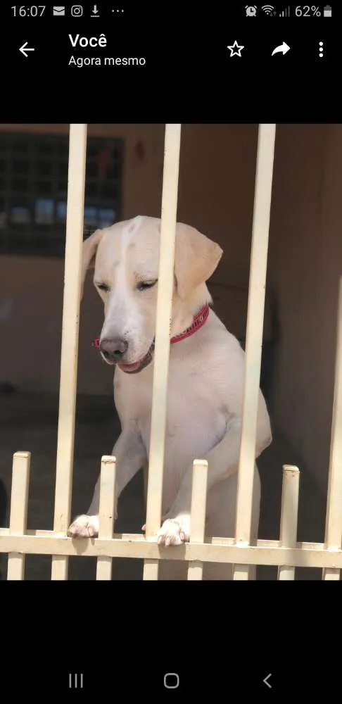 Cachorro ra a Filha de labrador idade 7 a 11 meses nome Cristal