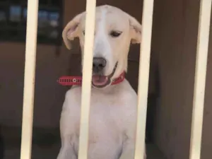 Cachorro raça Filha de labrador idade 7 a 11 meses nome Cristal