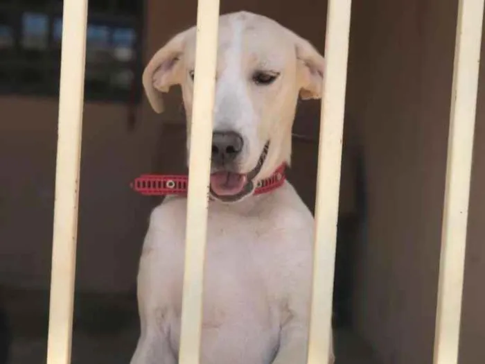 Cachorro ra a Filha de labrador idade 7 a 11 meses nome Cristal
