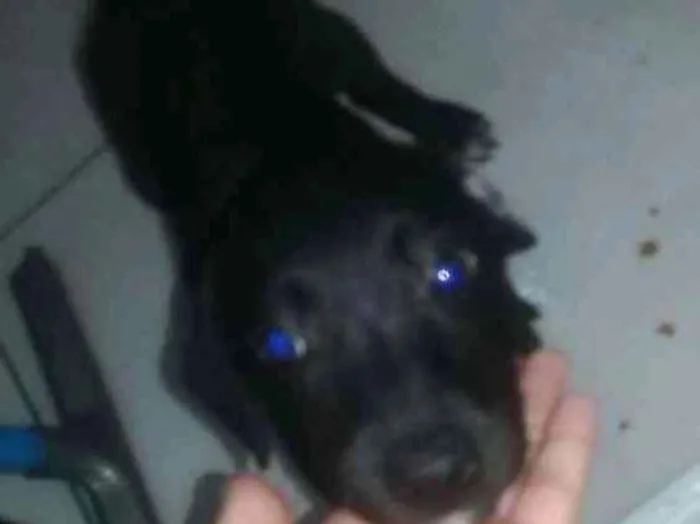 Cachorro ra a Vira lata  idade 2 a 6 meses nome Sem nome