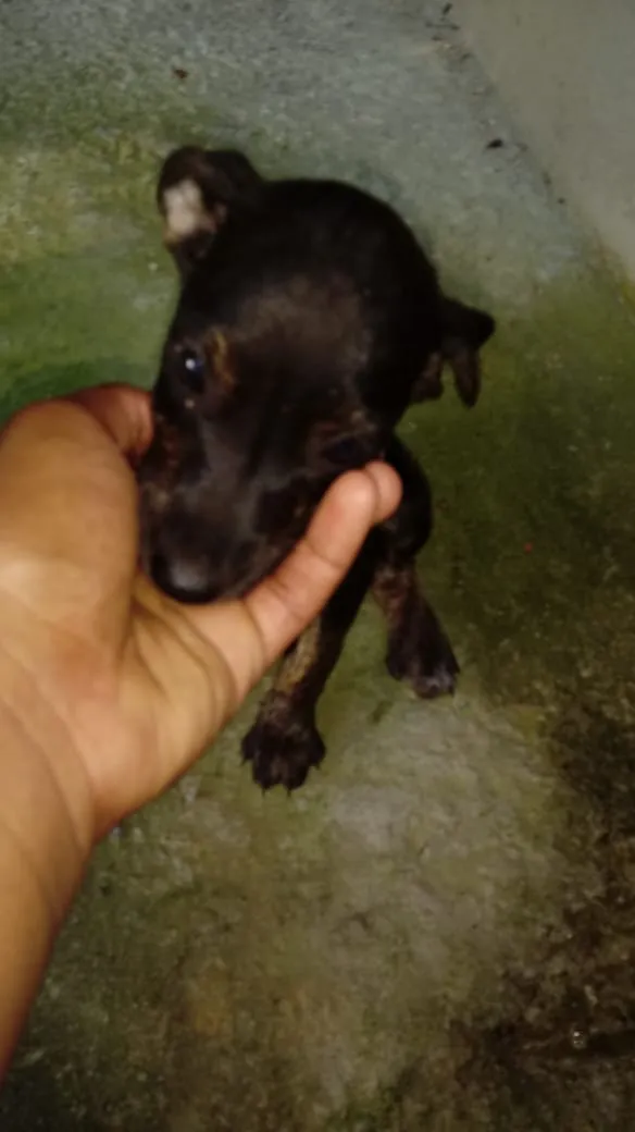 Cachorro raça Bacer com vira lata  idade 2 a 6 meses nome Bolinha