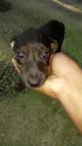 Bolinha