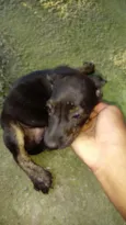Bolinha