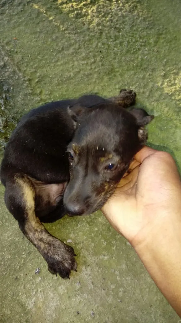 Cachorro raça Bacer com vira lata  idade 2 a 6 meses nome Bolinha
