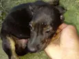 Bolinha