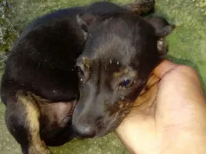 Cachorro raça Bacer com vira lata  idade 2 a 6 meses nome Bolinha