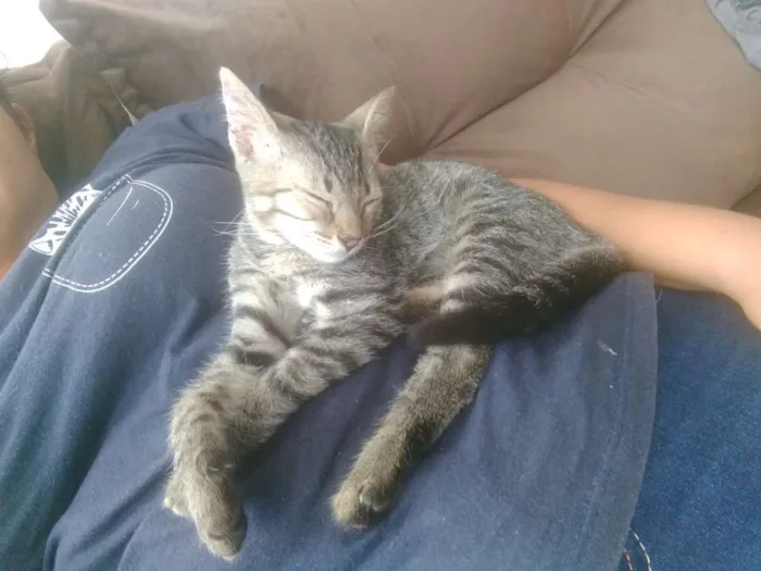 Gato raça  idade Abaixo de 2 meses nome Alex