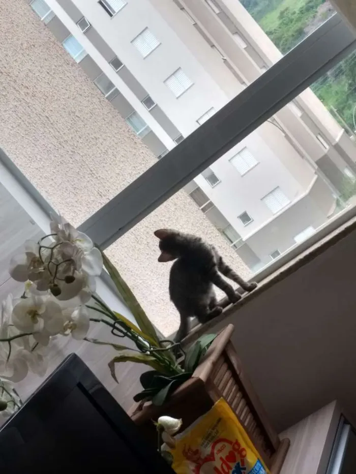 Gato raça  idade Abaixo de 2 meses nome Alex
