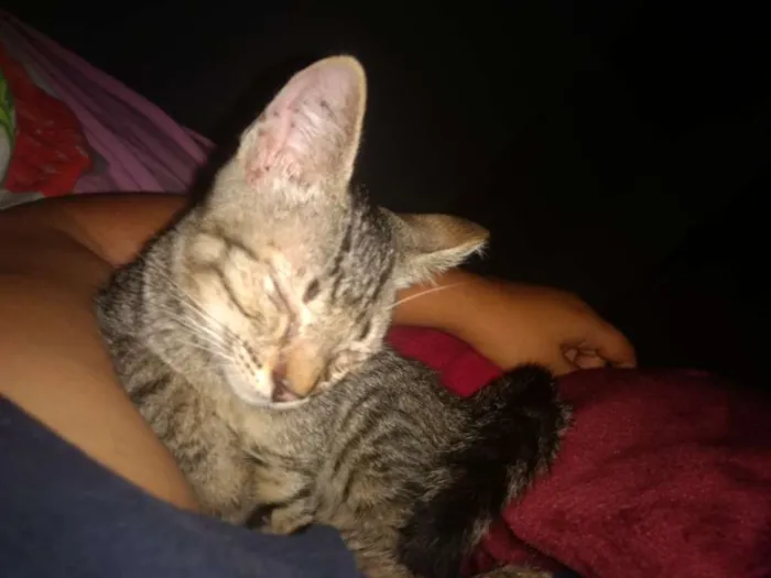 Gato raça  idade Abaixo de 2 meses nome Alex