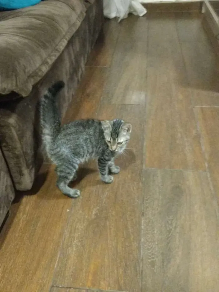 Gato raça  idade Abaixo de 2 meses nome Alex