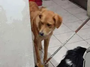 Cachorro raça Vira-lata  idade 2 anos nome Não sei 