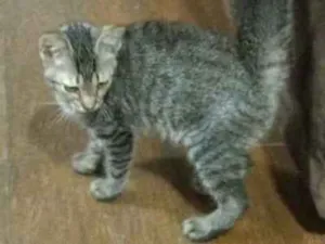 Gato raça  idade Abaixo de 2 meses nome Alex
