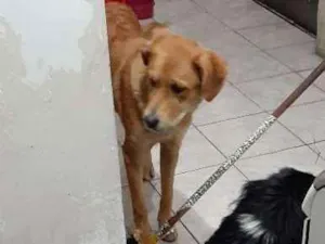 Cachorro raça Vira-lata  idade 2 anos nome Não sei 