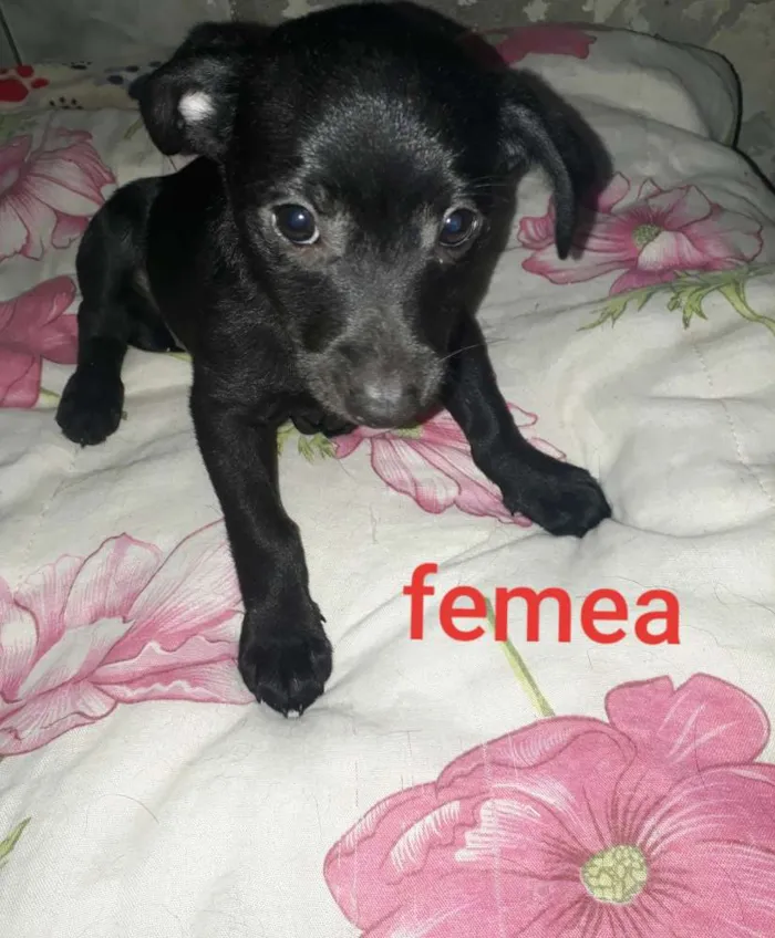 Cachorro raça vira latas idade 2 a 6 meses nome s/n