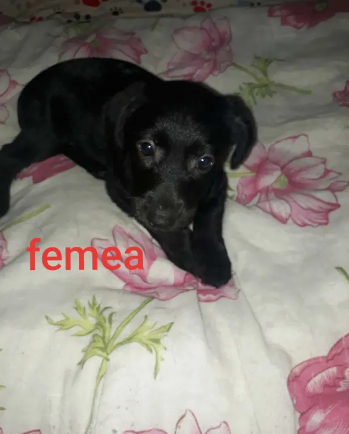 Cachorro raça vira latas idade 2 a 6 meses nome s/n