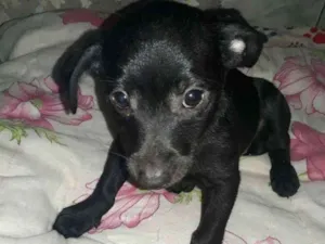 Cachorro raça vira latas idade 2 a 6 meses nome s/n