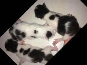 Gato raça  idade Abaixo de 2 meses nome Ainda não tem 