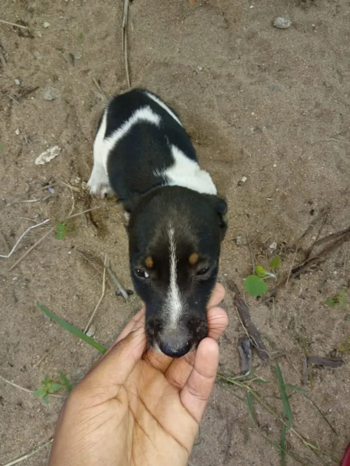 Cachorro raça Bacer puro  idade 2 a 6 meses nome Big