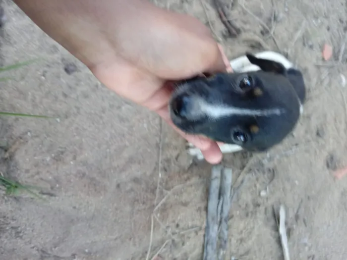 Cachorro raça Bacer puro  idade 2 a 6 meses nome Big