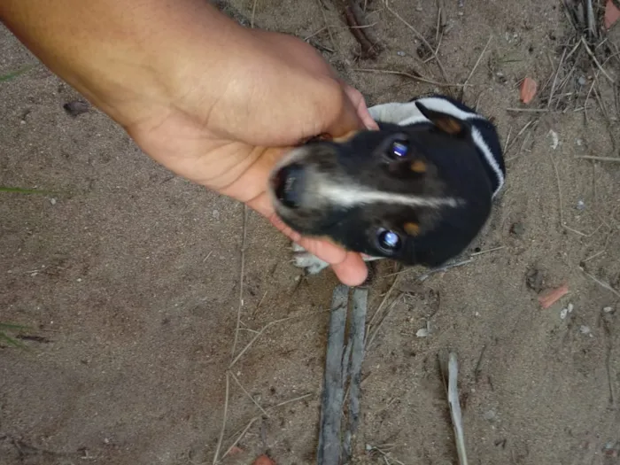Cachorro raça Bacer puro  idade 2 a 6 meses nome Big